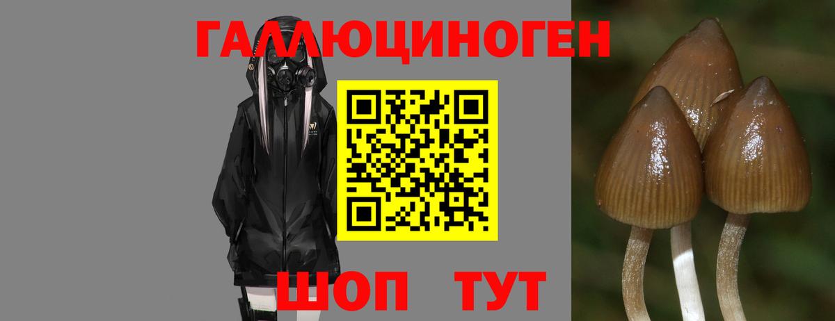 Новосибирск  Галлюциногенные грибы GOLDEN TEACHER  Вход с VPN 